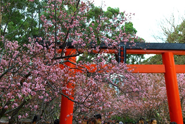 Free Blossom Arch photo and picture