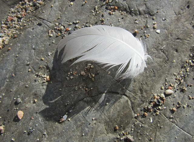 Free Feather Lightweight photo and picture