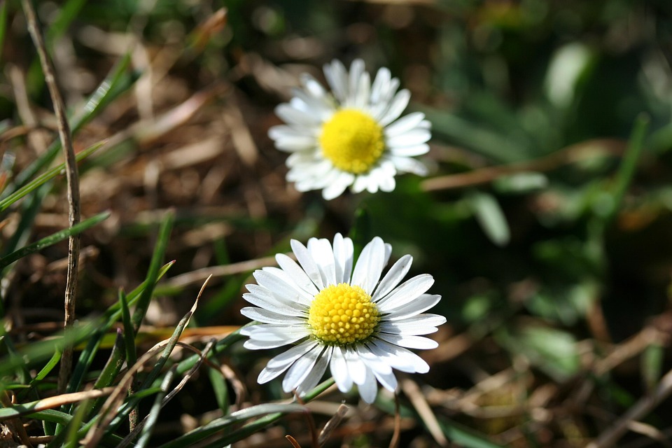 p-querette-fleurs-jaune-photo-gratuite-sur-pixabay