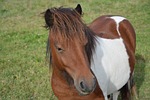 shetland pony, small horse, portrait