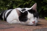 cat, lazy, sleep