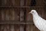 pigeon, behind, bars