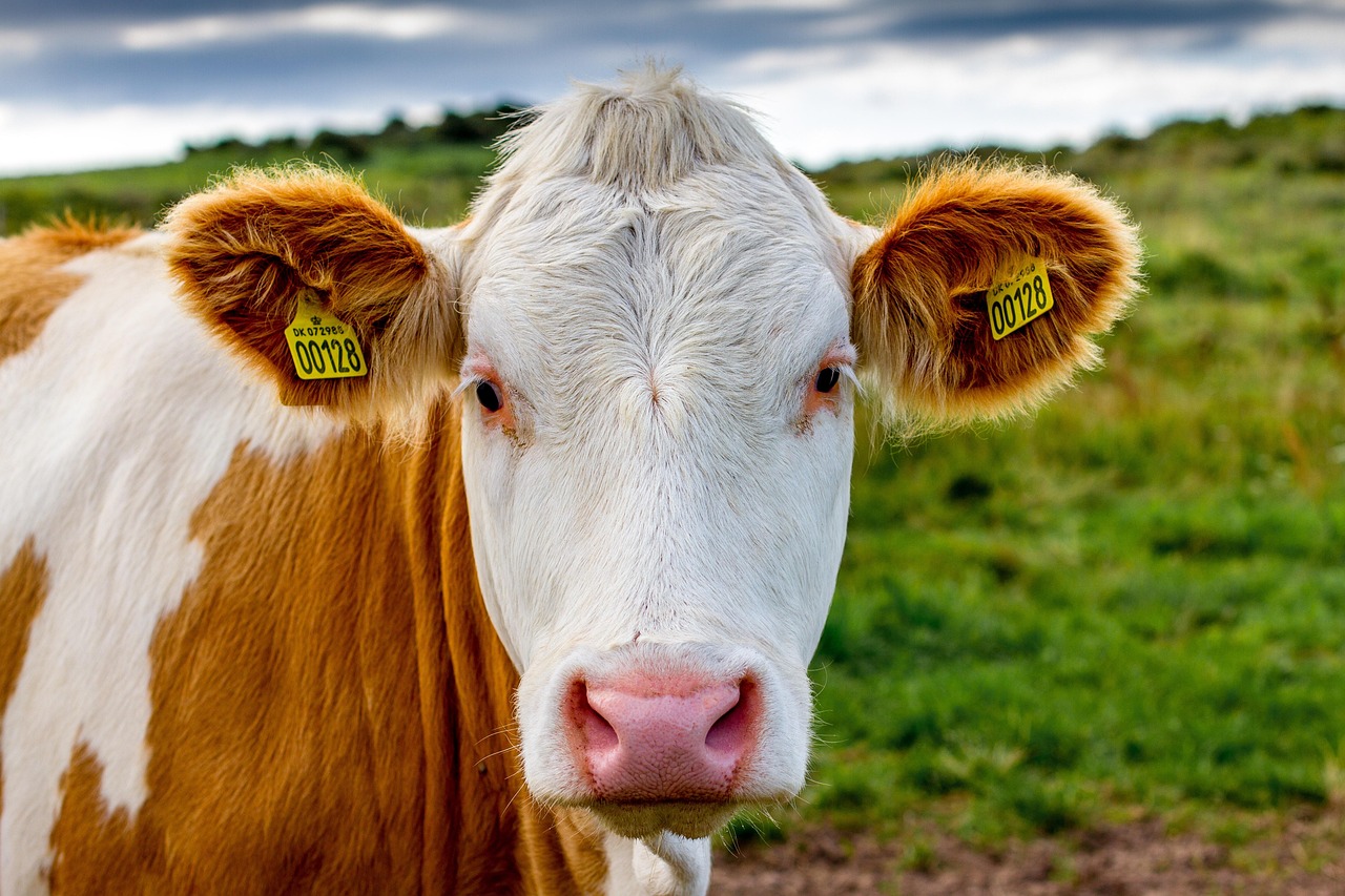 cow