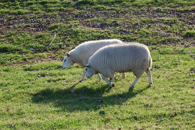 Free Sheep Pasture photo and picture