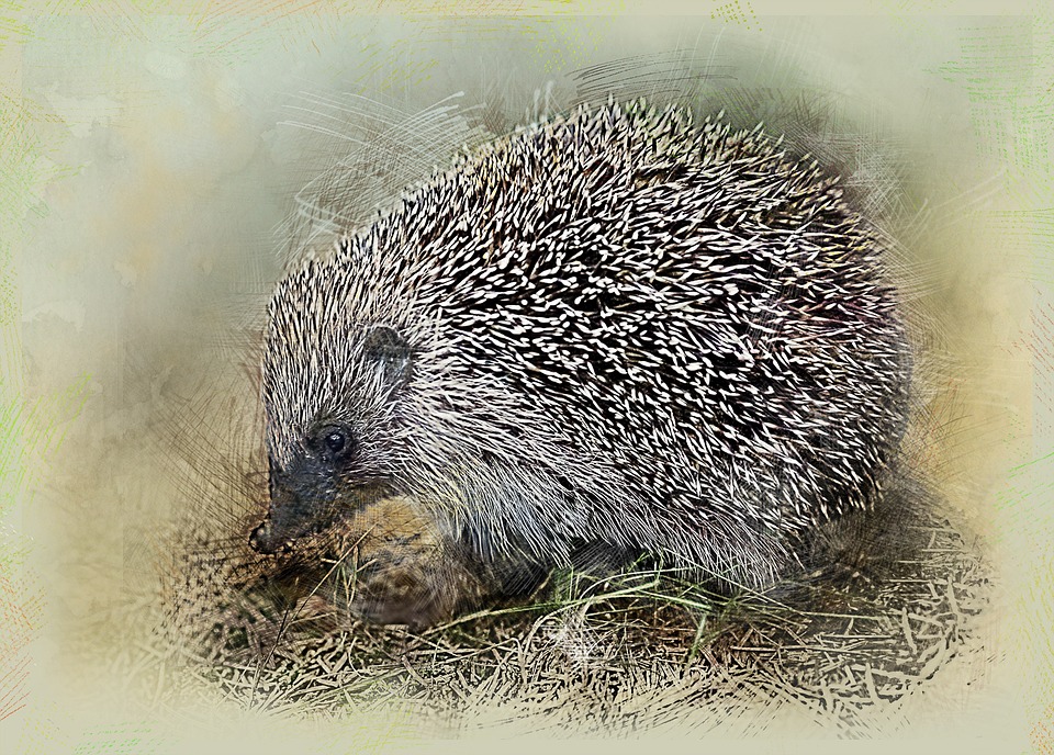 Hedgehog Crew Cut Animal Free photo on Pixabay