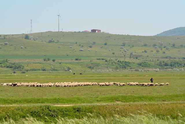 Free Wind Sheep photo and picture