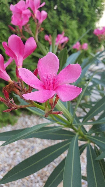Free Flower Pink photo and picture