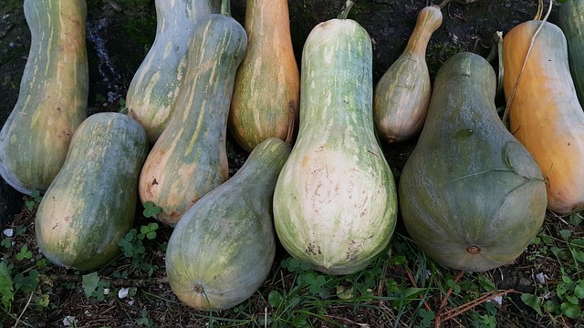 Free Pumpkins Pumpkin photo and picture