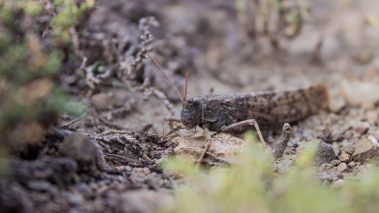 Luts Insect Insects Locust - Free photo on Pixabay - Pixabay