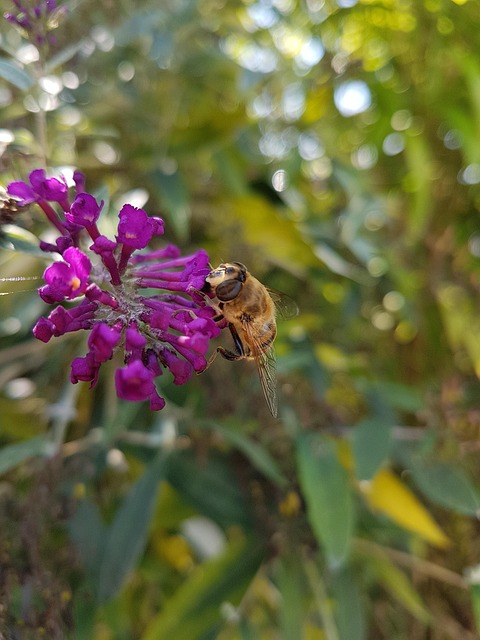 Blomst, Blomst Tapet, Bi