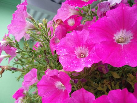 Free Pink Flower Garden photo and picture