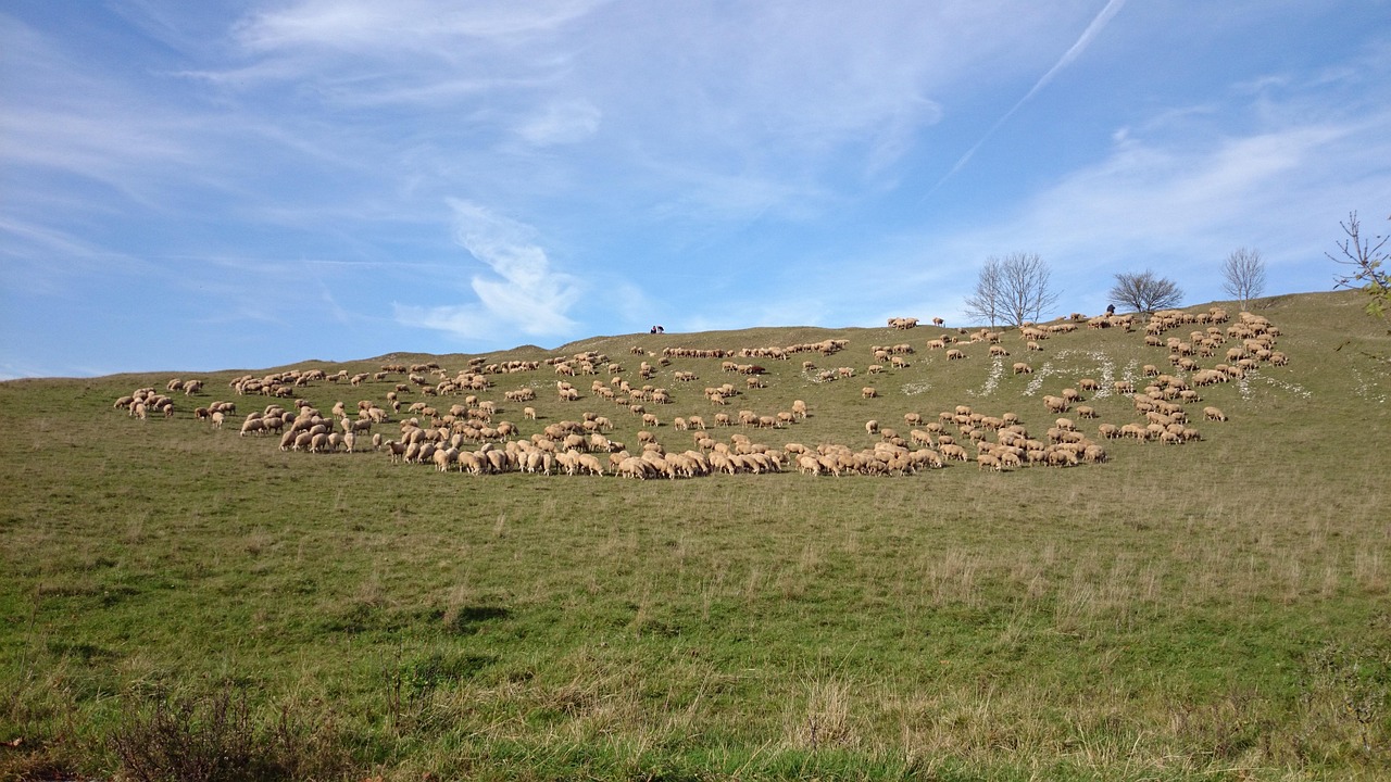 Sheep - free online jigsaw puzzle photo