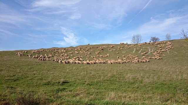 Free Sheep Flock Of Sheep photo and picture