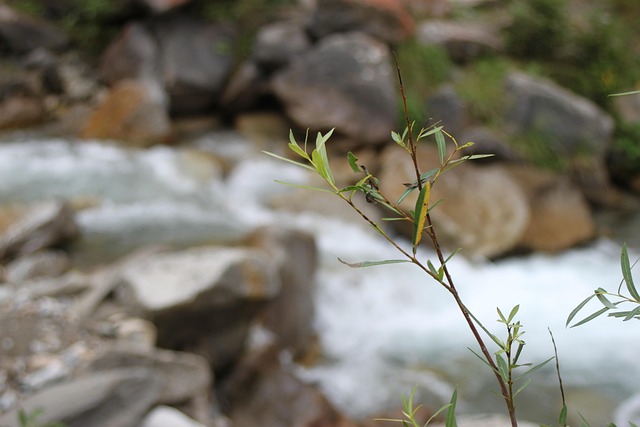 Wasser Pflanze Gebirge Zweig