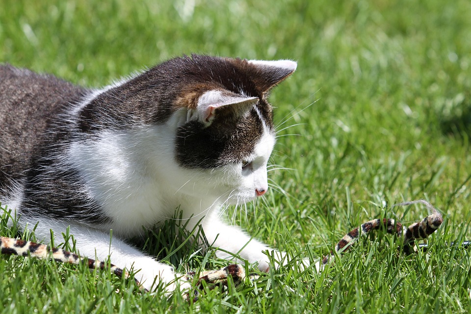 Katze, Kater, Haustier, Getigert, Stubentiger, Gras