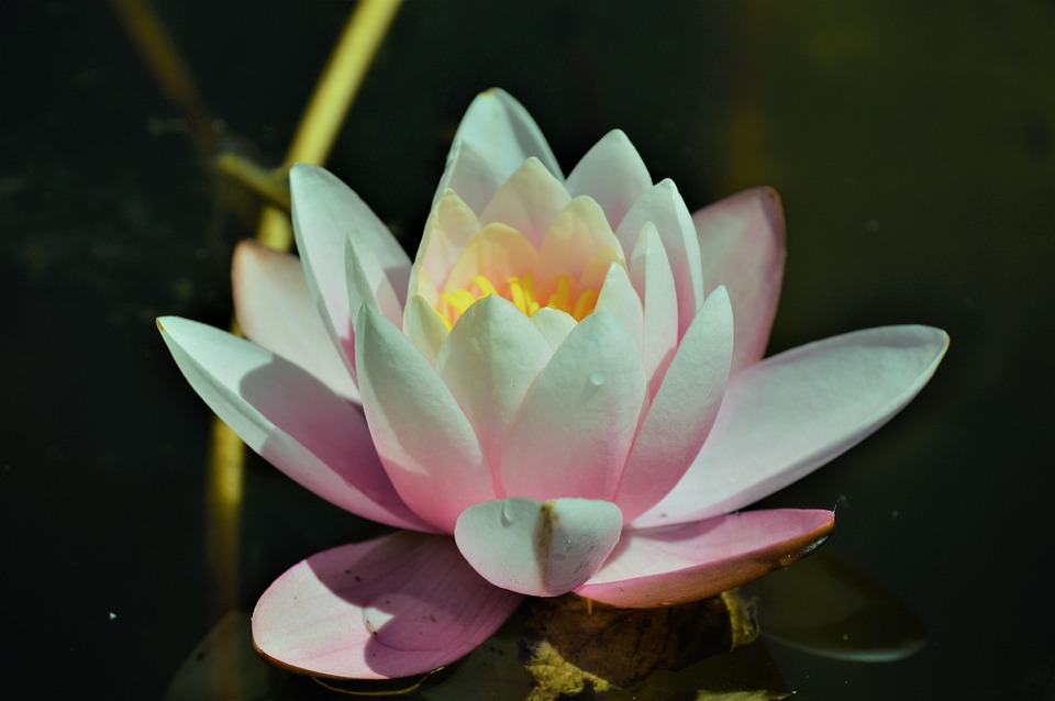 Flower Water Plant Free photo on Pixabay
