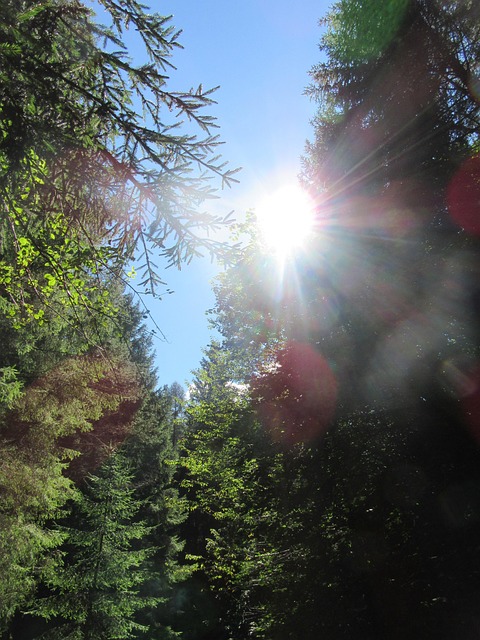 Sonne, Wald, Idylle, Berge, Licht