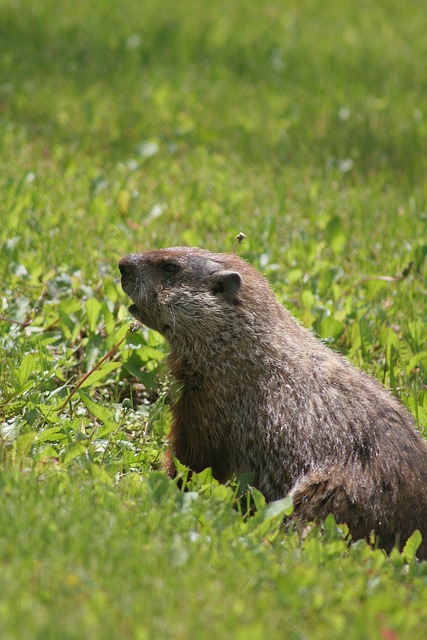 Free Groundhog Animal photo and picture