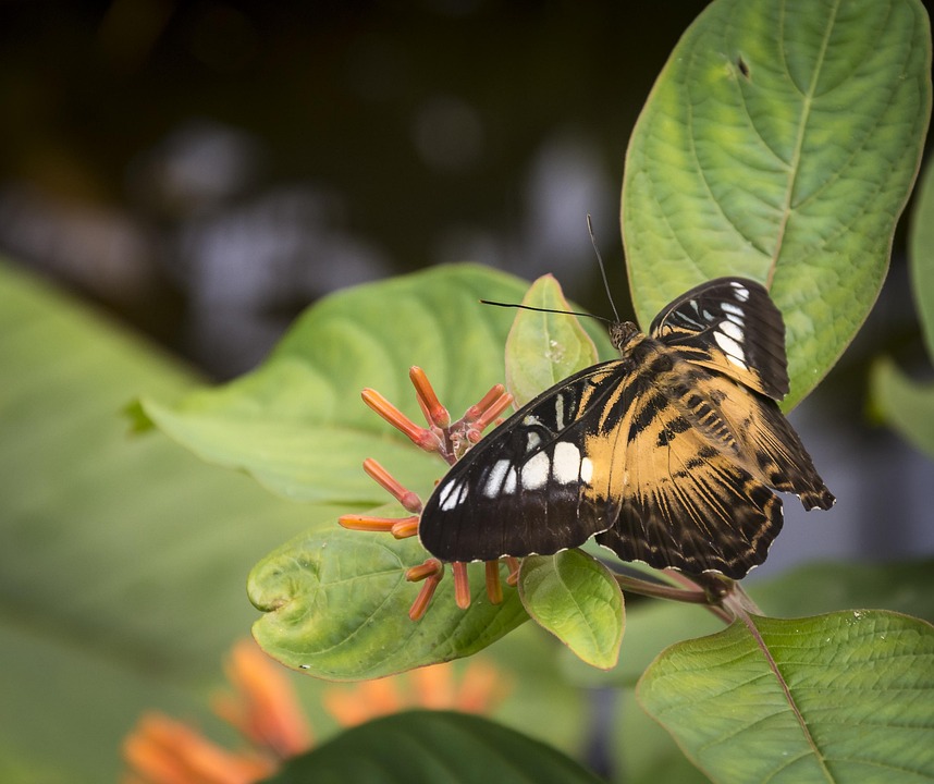 Pretty Fly Insect Butterfly Pretty Insect - Free photo on Pixabay - Pixabay