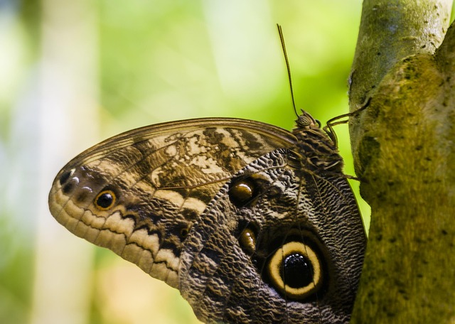 Pretty Fly Insect Butterfly Pretty Insect - Free photo on Pixabay