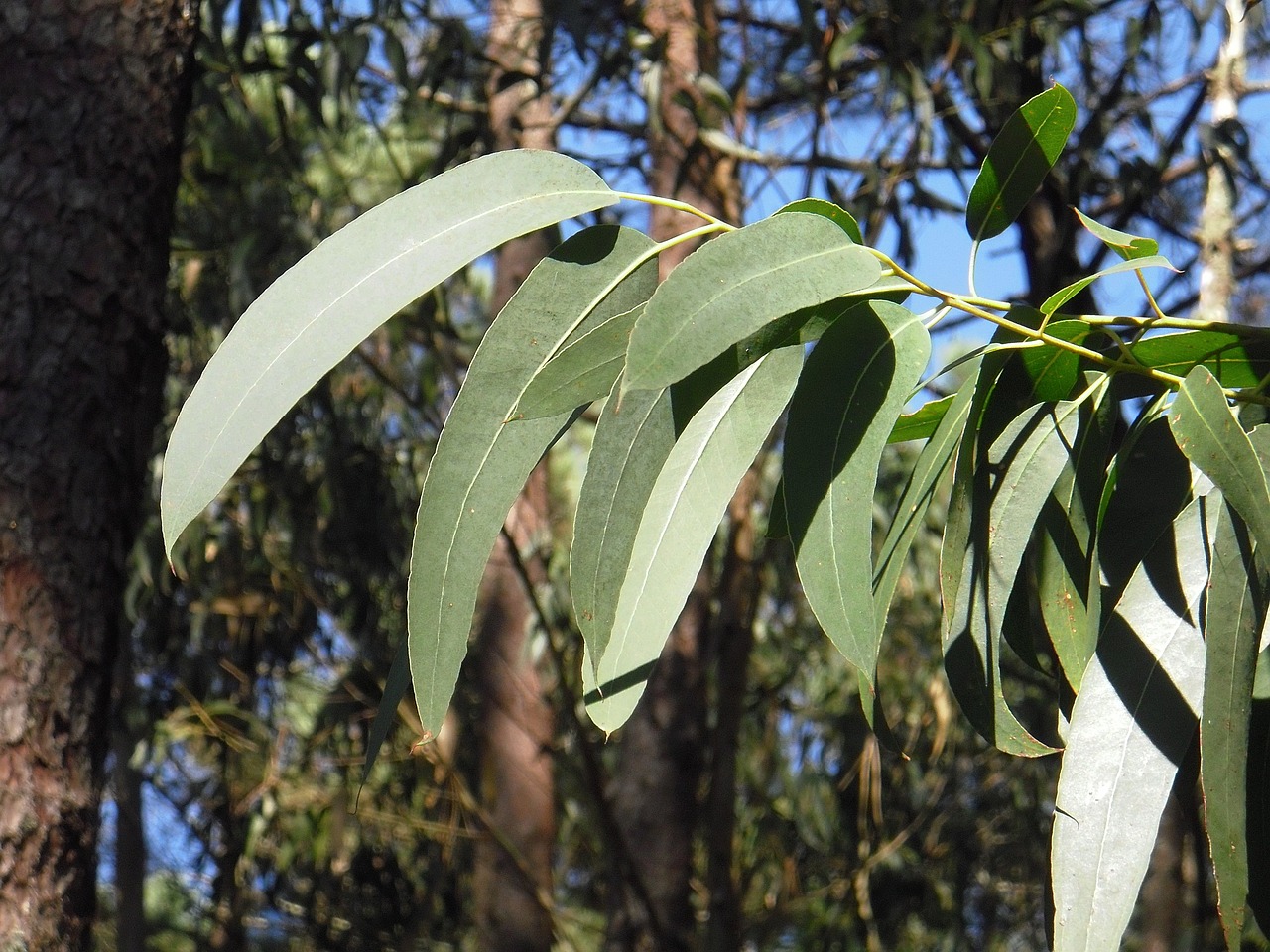 Eucalyptus Tree Branches Eucalyptus Tree Branches