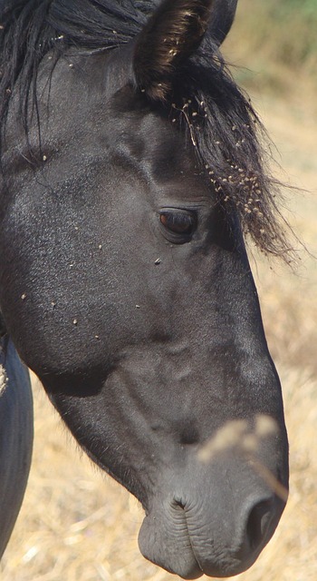 Free Horse Nature photo and picture