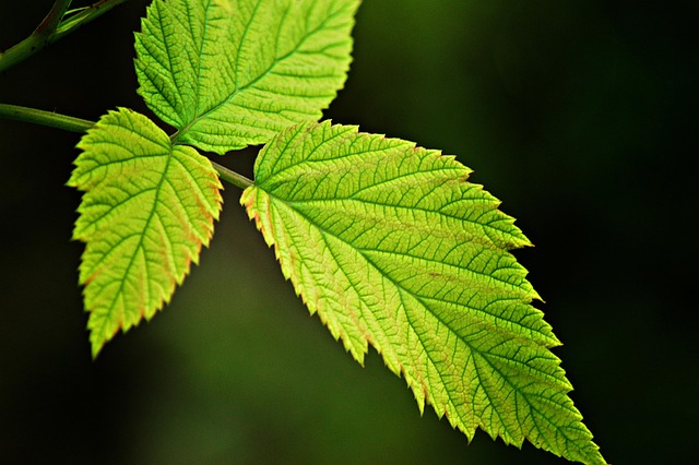 Download free HD stock image of Raspberry Raspberry Bush Free Raspberry Raspberry Bush photo and picture