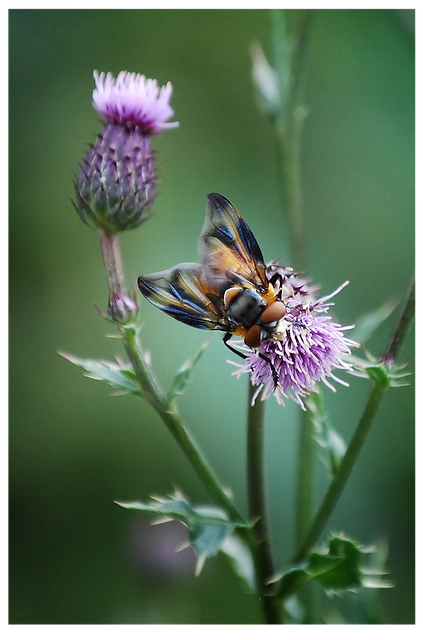 Free Insect Fly photo and picture