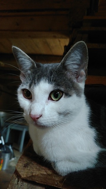 Free Cat Cute photo and picture