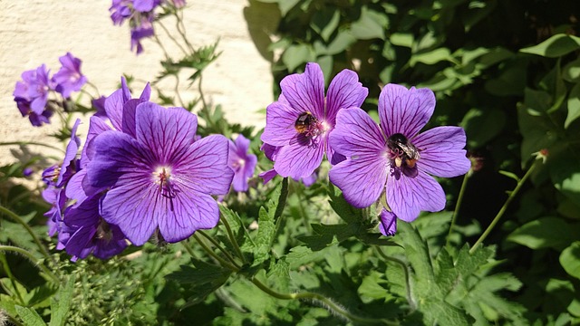 Free Flower Pollinate photo and picture