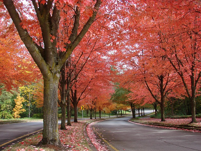 Free Autumn Fall Trees photo and picture