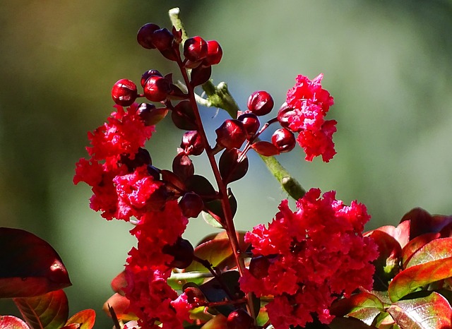 Free Berries Beautiful Flowers photo and picture