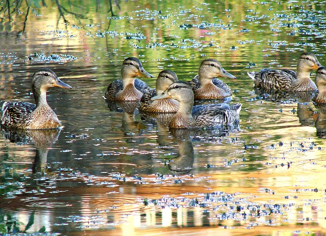 Free Ducks Nature photo and picture