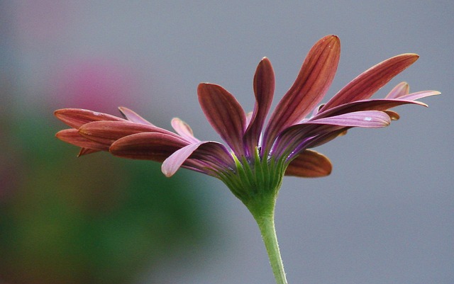 Free Flower Flower Background photo and picture