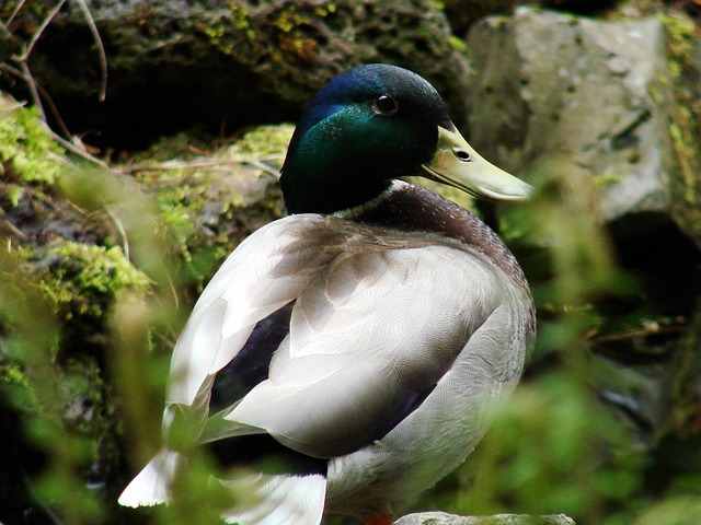 Free Mallard Duck photo and picture