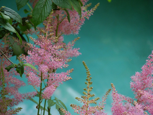 Free Plant Flowers photo and picture