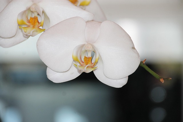 Free Orchid Flower photo and picture
