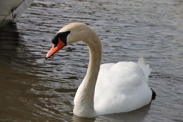 Free Swan Animal photo and picture