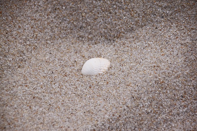 Muschel, Sand, Strand, Natur, Urlaub