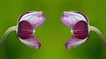 anemone, blossom, bloom
