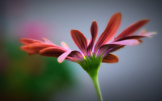 Free Flower Nature photo and picture
