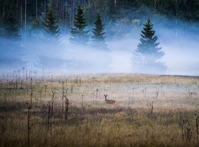 landscape, nature, sweden, beautifully, autumn, in the autumn, tree, leaf, branches, forest, mystery, deer, animals deer, sweden, sweden, sweden, sweden, sweden