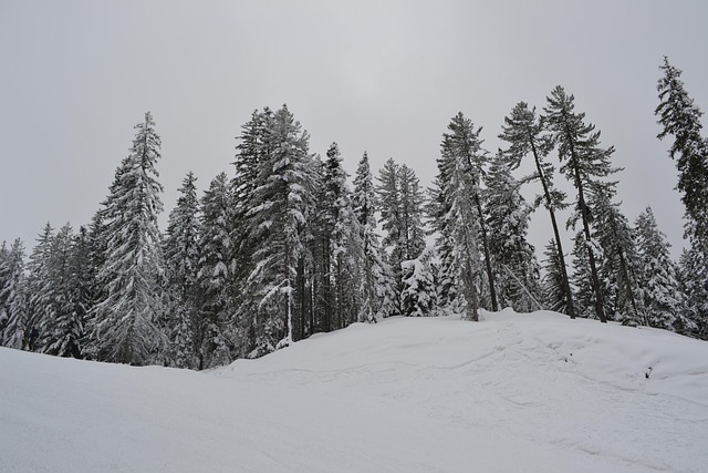 Free Snow Trees photo and picture