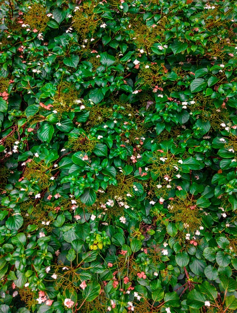 Flor, Arbusto, Floresta, Textura, Folha