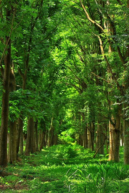 100,000 + 무료 숲 & 자연 이미지 - Pixabay