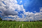 a surname, prairie, nature