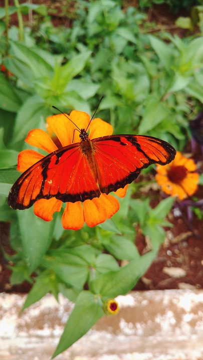  Schmetterling Natur - Kostenloses Foto auf Pixabay - Pixabay Illustration 