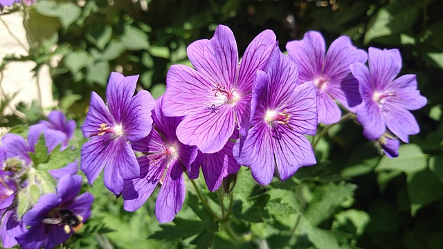 Free Flower Close Up photo and picture