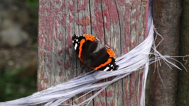 Free Butterfly Insect photo and picture