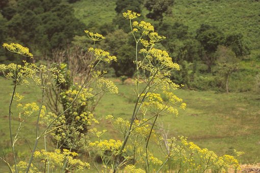 Natur, Blumen Hintergrund, Pflanze